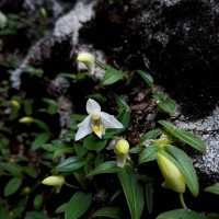 Porpax braccata (Lindl.) Schuit., Y.P.Ng & H.A.Pedersen